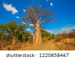 Landscape Of Baobab Tree In...