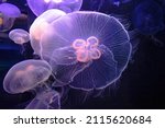 the Moon Jellyfish of aquarium floating in the water. Aurelia aurita species living in tropical waters of the Indian, Pacific and Atlantic oceans.