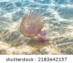 purple-striped jellyfish floating in the shore of the beach. Pelagia noctiluca species in the family Pelagiidae living in the Mediterranean Sea, the North Sea and Atlantic, Mexico, and Australia.