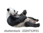 Giant panda relaxing on its...