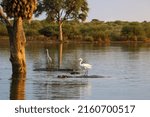 Small photo of A great egret and grey heron engaging in hippo surfing at sunset dam, Kruger National Park, South Africa. Hippo surfing - large birds catching whilst standing on the back of a hippo as it moved around