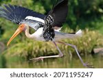 Sheer Joy Of Freedom Stork