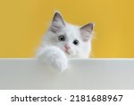 Small photo of Cute side view of naughty little cat ragdoll playing with paws on yellow background