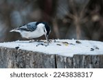 White Breasted Nuthatch Bird...