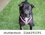 Small photo of Black and White Mixed Breed Mutt Pit Bull Staffordshire Type Dog with Pink Harness on Grass Looking at Camera