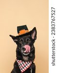 Small photo of Mixed Breed Shepherd Dog Licking Lips Face wearing Thanksgiving Pilgrim Hat and holiday bandana