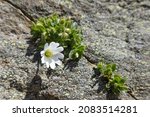 Small photo of Hornwort - Flower in the Austrian Alps