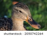 Portrait Of A Brown Female Duck 