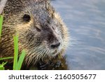 Young Nutria In The Water