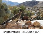 A Greater Roadrunner Stands On...