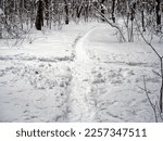 path in a snow-covered forest, Moscow