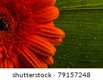 Red Gerbera Daisy Flower With...