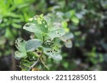Premna Microphylla Attacked By...