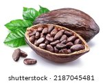 Small photo of Dried cocoa beans in the half of cocoa pod isolated on white background.