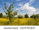 A beautiful landscape with a wild pear tree in the foreground. Nature of Ukraine.