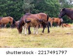 Herd Of Semi Feral Horses. Foal ...