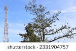 Small photo of Ceiba pentandra tree, kapok, kapok tree, cotton, base transceiver tower, BTS tower