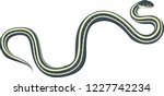 Vector Common Garter Snake