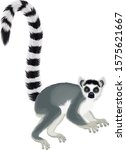 Vector Ring Tailed Madagascar...