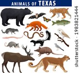 vector set   animals of texas ... | Shutterstock .eps vector #1983821444