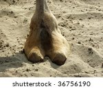 Small photo of Camel Toe