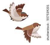 Vector illustration of two cartoon flying sparrows isolated on white background