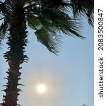 Small photo of The undisguised scorching bright sun warms a palm tree waving leaves in the wind.