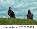 Two Buzzards Sunbathing On The...