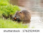 Nutria Eating Carrot In The...