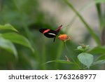 Colorful Butterfly  Wildlife Of ...