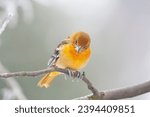 Small photo of Vagrant first-winter male Baltimore Oriole (Icterus galbula) in the Netherlands. Wintering in Alkmaar. Second Dutch record.