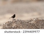 Small photo of Vagrant Basalt Wheatear (Oenanthe lugens warriae) in Negev Desert, Israel.