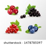 Set Of Vector Realistic Berries ...