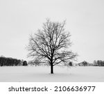 Art black and white monochrome tree winter snow