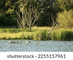 Jerrabombera Wetland Nature Reserve during 2022 Summer: Australian Native flora and fauna