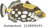 Triggerfish Colored Fish Specie ...