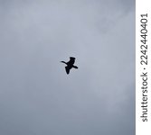 Silhouette Of A Cormorant Bird...