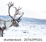  the photo shows a reindeer in...