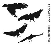 Vector Set Raven  Crow  Corvus...