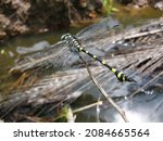 Small photo of Sri Lankan Rapacious Flangetail dragonfly and nature background