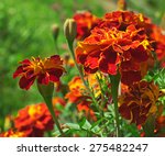Blooming Marigolds  Tagetes  In ...