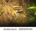 Small photo of Meristogenys jerboa inhabits rocky streams in lowland and hillside forests of western Sarawak. This frog is often found at night perching on boulders or vegetation in rocky streams or vegetation. Fem