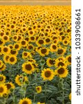 Sunflowers Field Near Arles  In ...
