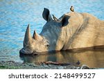 Small photo of Watering holes are the lifeblood of the savannah. Shot of a rhino cooling off in a watering hole.