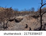 Burnt Forest Trees From...