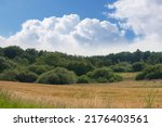 A landscape of wheat fields blooming in a beautiful open spring farm countryside under clear sky copy space. Vibrant perennial plants thrive in nature. Natural and vast plant of lush green foliage