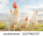 Chicken  farming and...