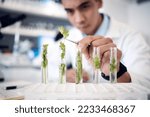 Small photo of Hands, plant scientist and laboratory test tubes in plant growth research, climate change solution or organic medicine analytics. Zoom, man and worker in food study science or agriculture innovation