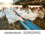 Chicken, farming and poultry on farm for agriculture, livestock and animal feed, nature and outdoor field. Sustainability, growth and green grass with free range birds, organic and natural food.