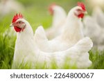 Chicken, farm and grass on field for sustainable production, agriculture growth and food ecology. Poultry farming, animals and birds in countryside for eggs, protein and livestock industry in nature
